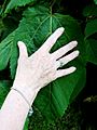 Tilia mexicana leaf, with hand for scale