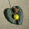 Tung Tree Leaf and Berries