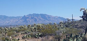 View of the Santa Catalina Mountains from West Saguaro National Park near Tuscon, AZ.jpg