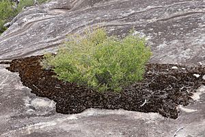 Villous myrtle on moss on sandstone.jpg