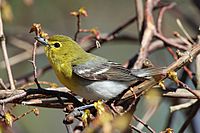 Vireo-flavifrons-001