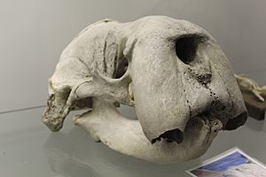 Walrus (Odobenus rosmarus) skull at the Royal Veterinary College anatomy museum