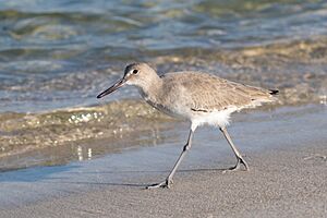 Willet (49157556103)