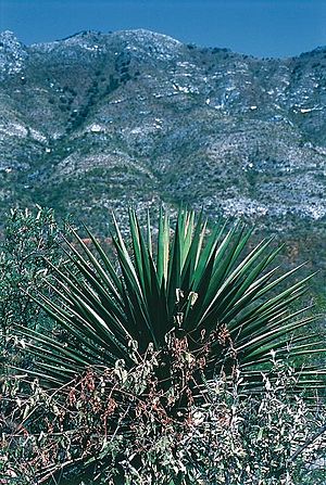 Yucca declinata fh 0398 MEX BB.jpg