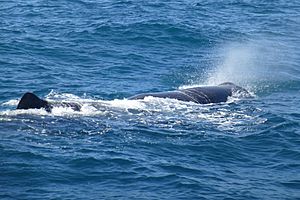 6(23) Sperm whale