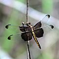 6. Widow skimmer (Libellula luctuosa), female, Houston County