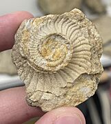 A coiled cephalopods imprint from Dane county, Wisconsin