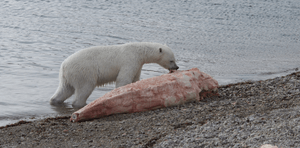 A polar bear (Ursus maritimus) scavenging a narwhal whale (Monodon monoceros) carcass - journal.pone.0060797.g001-A