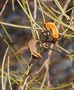 Acacia sessiliceps fruit