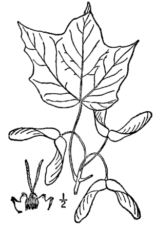 Acer nigrum drawing