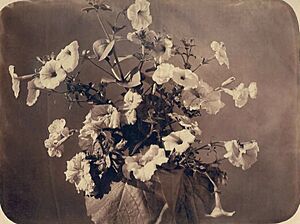 Adolphe Braun - Flower study
