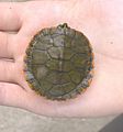 Alabama red-bellied turtle hatchling, carapace view