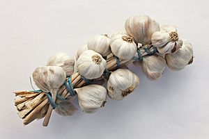 Allium sativum. Restra de allos de Oroso- Galiza