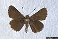 Amblyscirtes alternata 2191022