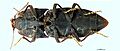 Amychus manawatawhi HT Habitus ventral Whole