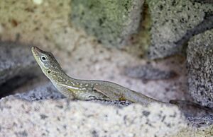 Anolis oculatus at Cabrits-a01