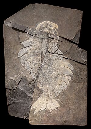 Anomalocaris canadensis (TMP 2023.003.0003), Royal Tyrrell Museum, Drumheller, Alberta, 2025-07-13.jpg