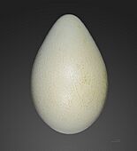 Egg of an emperor penguin, from Jacques Perrin de Brichambaut's collection, obtained at Archipel de Pointe Géologie, Adélie Land.