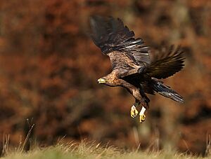 Aquila chrysaetos 2 (Martin Mecnarowski).jpg