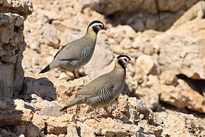 Arabian Partridge