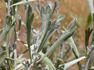 Artemisia rothrockii.jpg