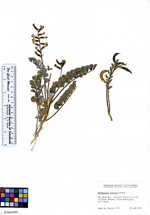 Astragalus layneae (5947064307).jpg
