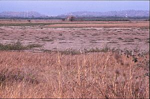Australian bustard Townsville Town Common June 1986 IMG 0021