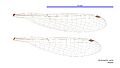 Austroagrion cyane female wings (34017972473)
