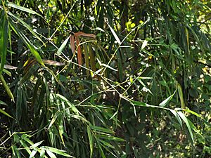 Bambus blumean 160603-59102 ponr.JPG