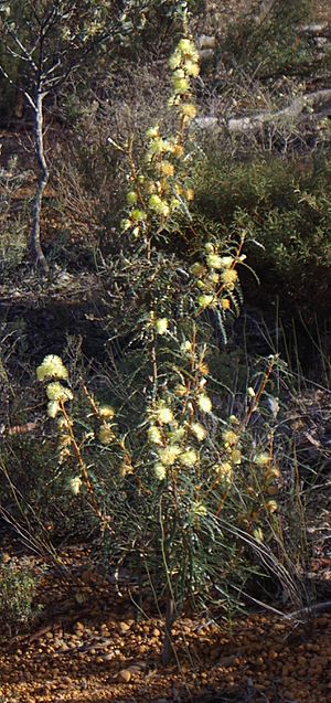 Banksia acanthopoda gnangarra 06 cropped