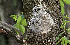 Barred-owl-chick-17b
