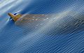 Beaked Whale