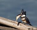 Belted Kingfisher with prey
