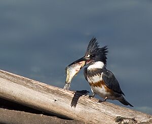 Belted Kingfisher with prey
