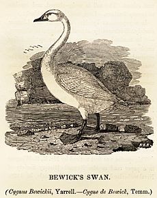 Bewick's Swan woodcut by Robert Bewick