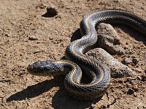 Big Sur Snake