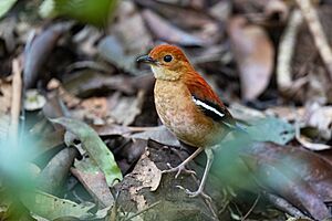 Blue-headed Pitta 0A2A4002.jpg