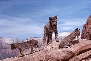 Bobcat with offspring on rock - DPLA - 56a48f19c80a1c574e53f79ea35e21b4