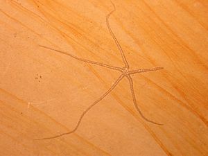 Brittle star-fossil
