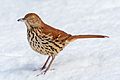 Brown thrasher in CP (02147)