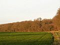 Burgate Wood - geograph.org.uk - 311597
