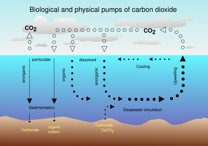 CO2 pump hg