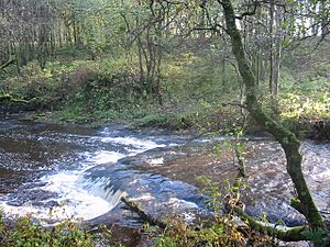 Calder Water in Calderglen Country Park - geograph.org.uk - 1001798