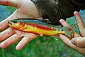 California Golden Trout