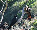 Calyptorhynchus banksii -Taronga Zoo-4