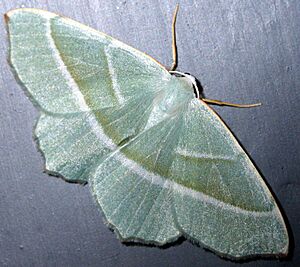 Campaea margaritata 9035