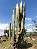 Caryophyllales - Pachycereus marginatus - 1.jpg