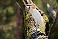 Cattle Egret with mouse Feb 2009