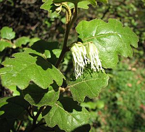 Chorilaena quercifolia.jpg