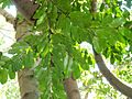 Chrysophyllum viridifolium, blare, Manie van der Schijff BT, a